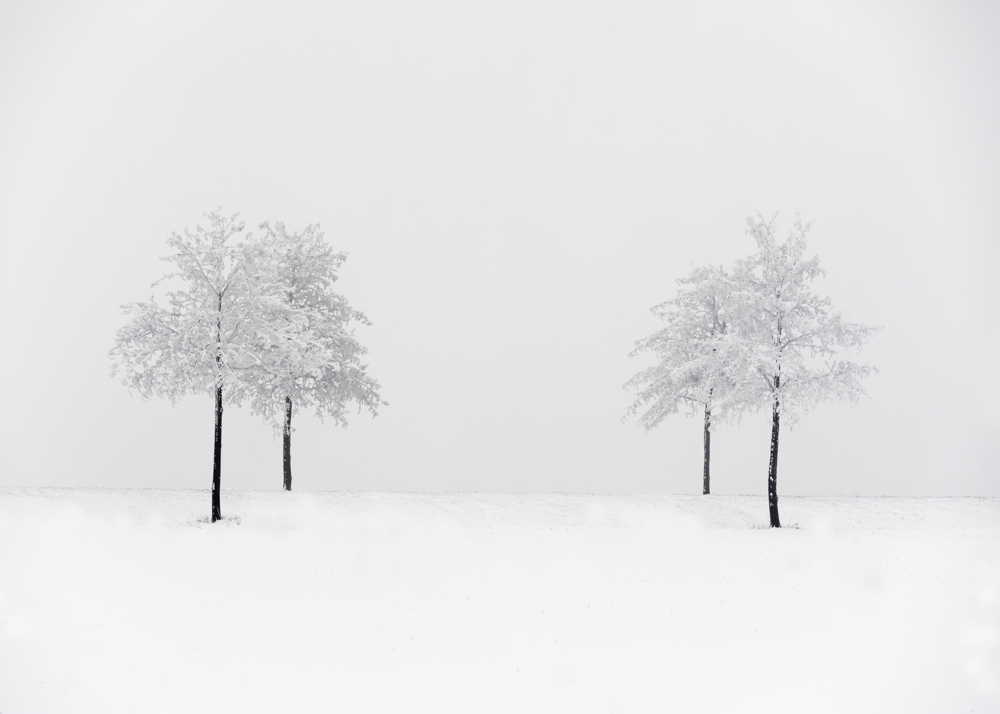trees in winter landscape
