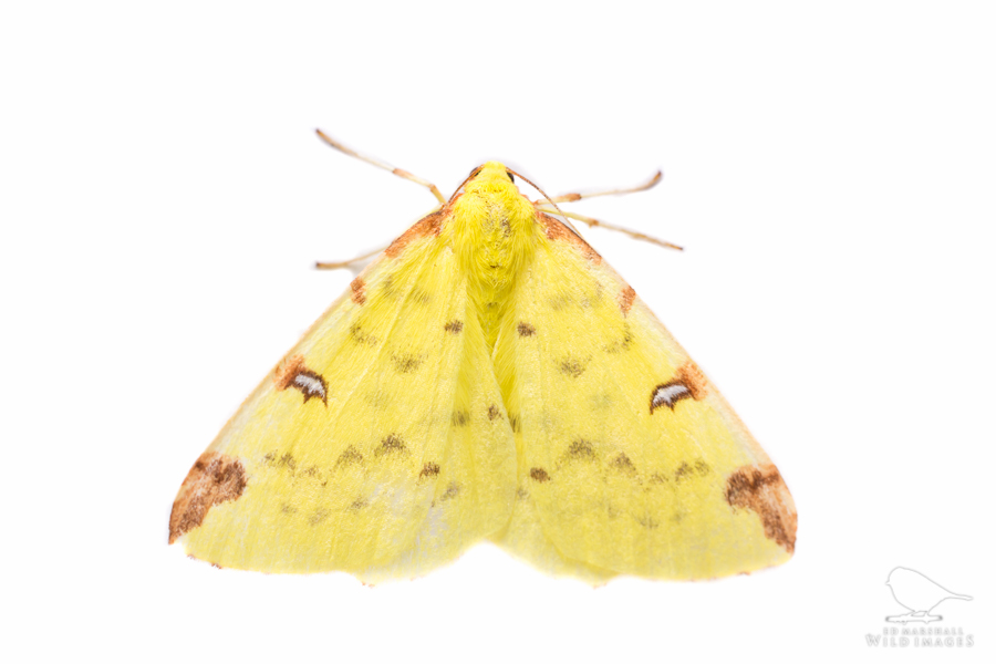 Brimstone Moth Opisthograptis luteolata white background