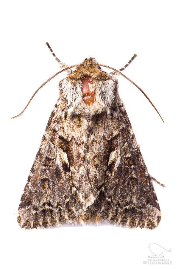 The Shears moth Hada plebeja