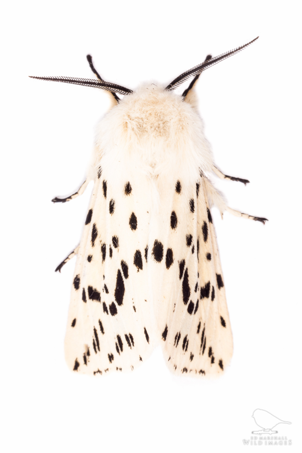 White Ermine moth Spilosoma lubricipeda