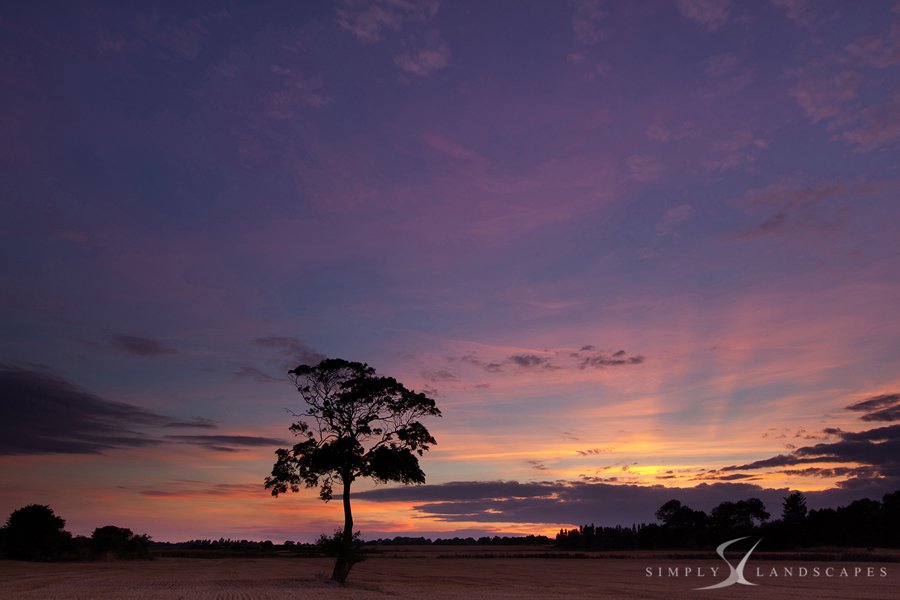 Bosham Tree sunset 6178