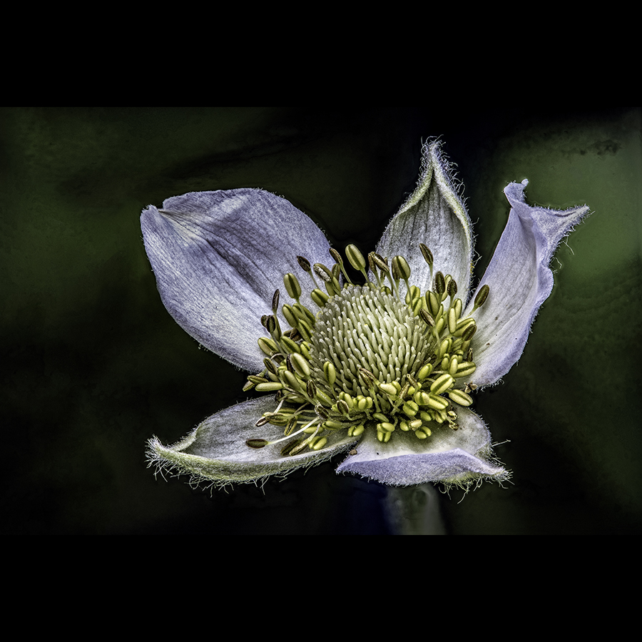 Anemone