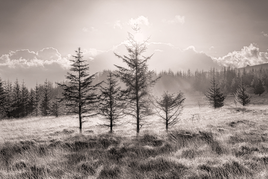 Brecon Beacons pines and sun