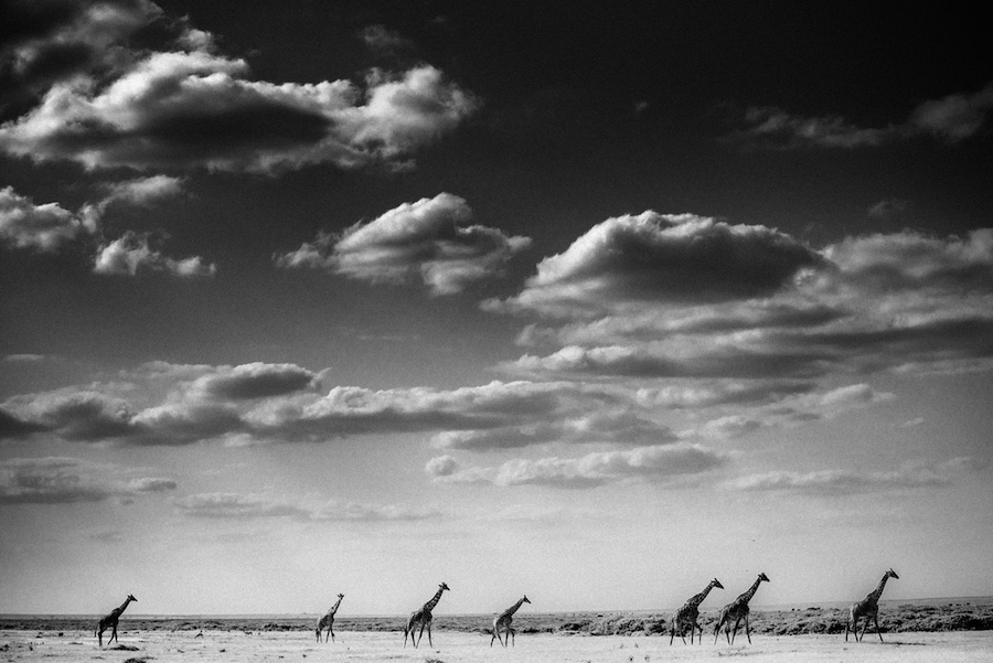 Laurent Baheux - Caravan, Kenya, 2013 - 900 x 600 - 72 dpi