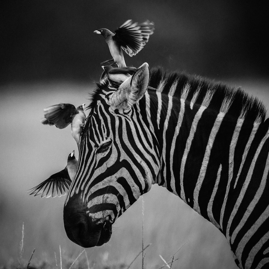 Laurent Baheux - Complicity, zebra and birds, Kenya, 2014 - 900 x 900 - 72 dpi