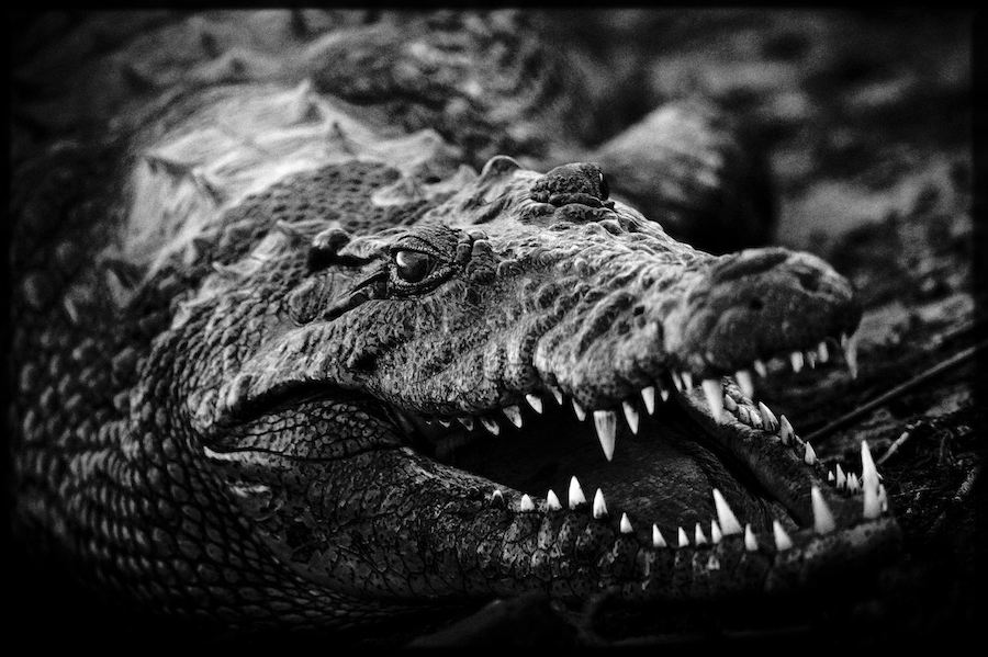 Laurent Baheux - Crocodile, Botswana, 2010 - 900 x 600 - 72 dpi