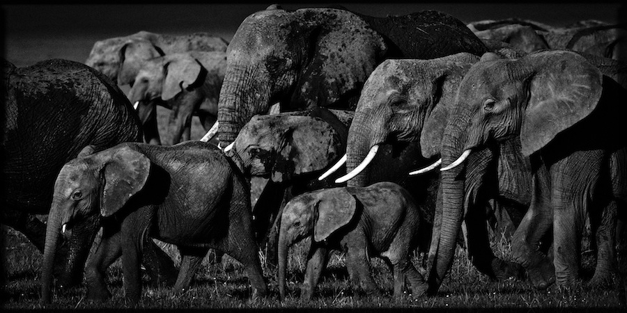 Laurent Baheux - Elephants family, Kenya, 2007 - 900 x 450 - 72 dpi