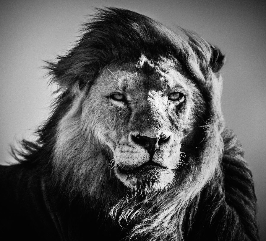 Laurent Baheux - Lion portrait, Kenya, 2006 - 900 x 800 - 72 dpi