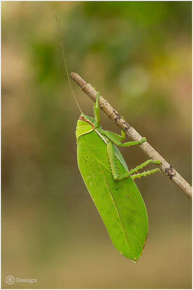 Giant.Grasshopper.1