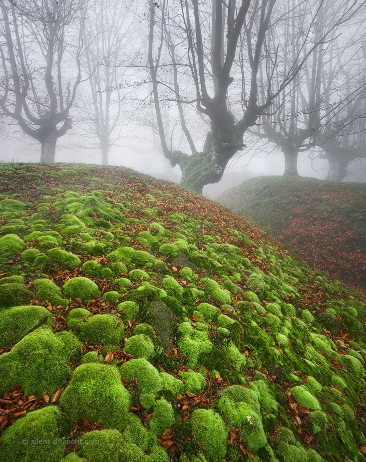 Buchenwald im Gorbea Naturpark, Nebel, Moos, Baskenland, Spanien