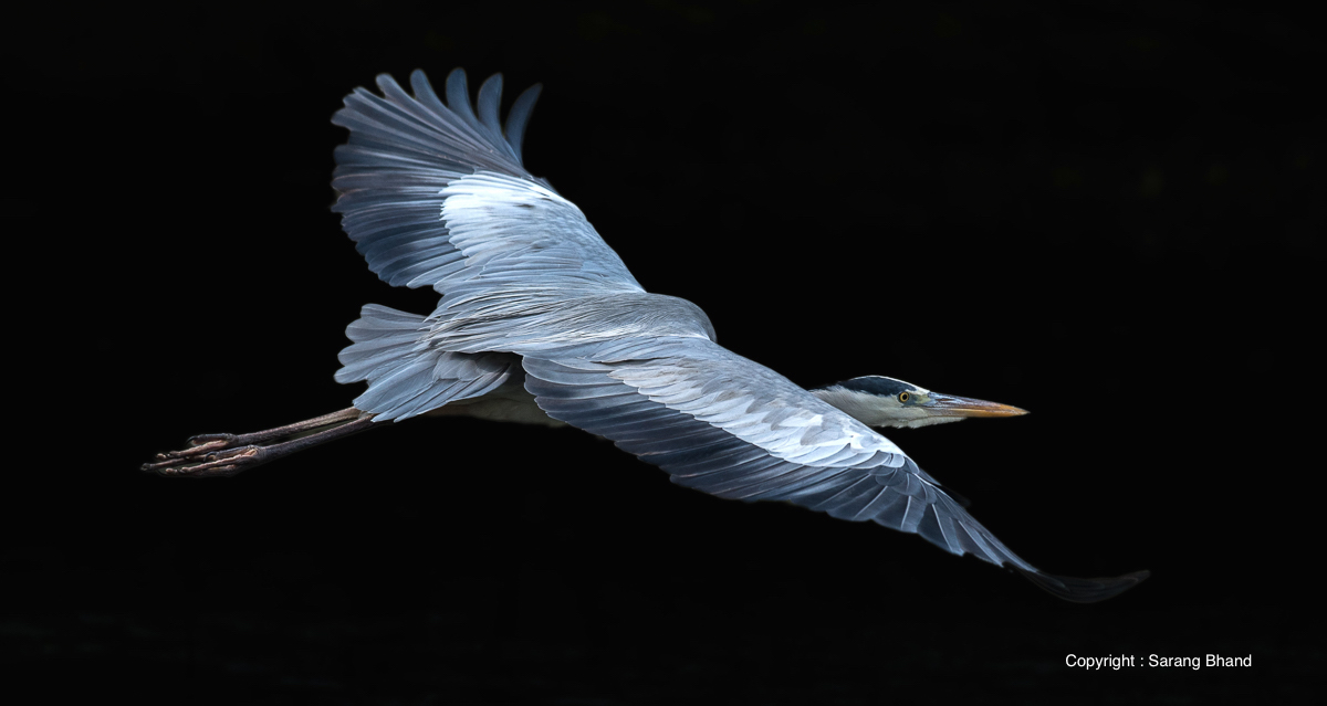 grey-heron
