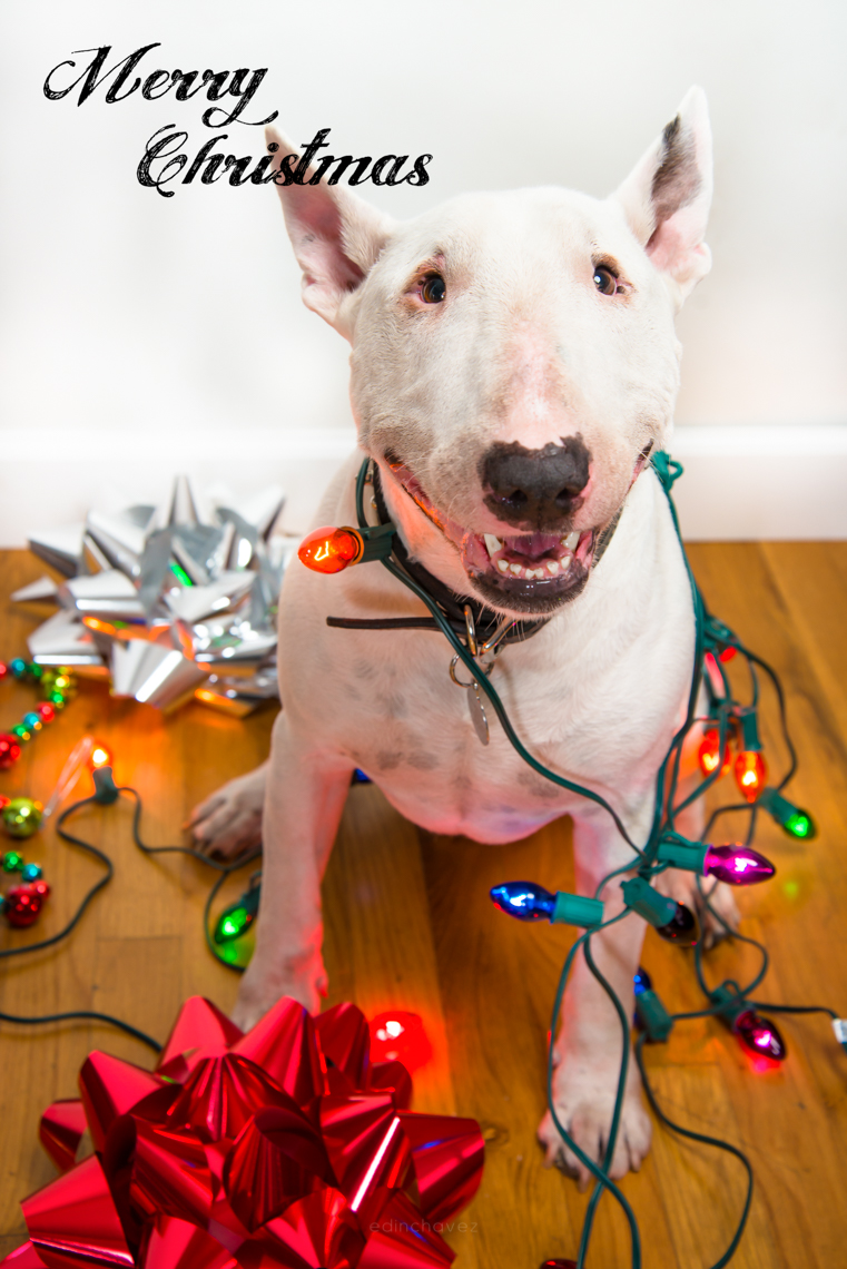 Bull Terrier with Christmas lights