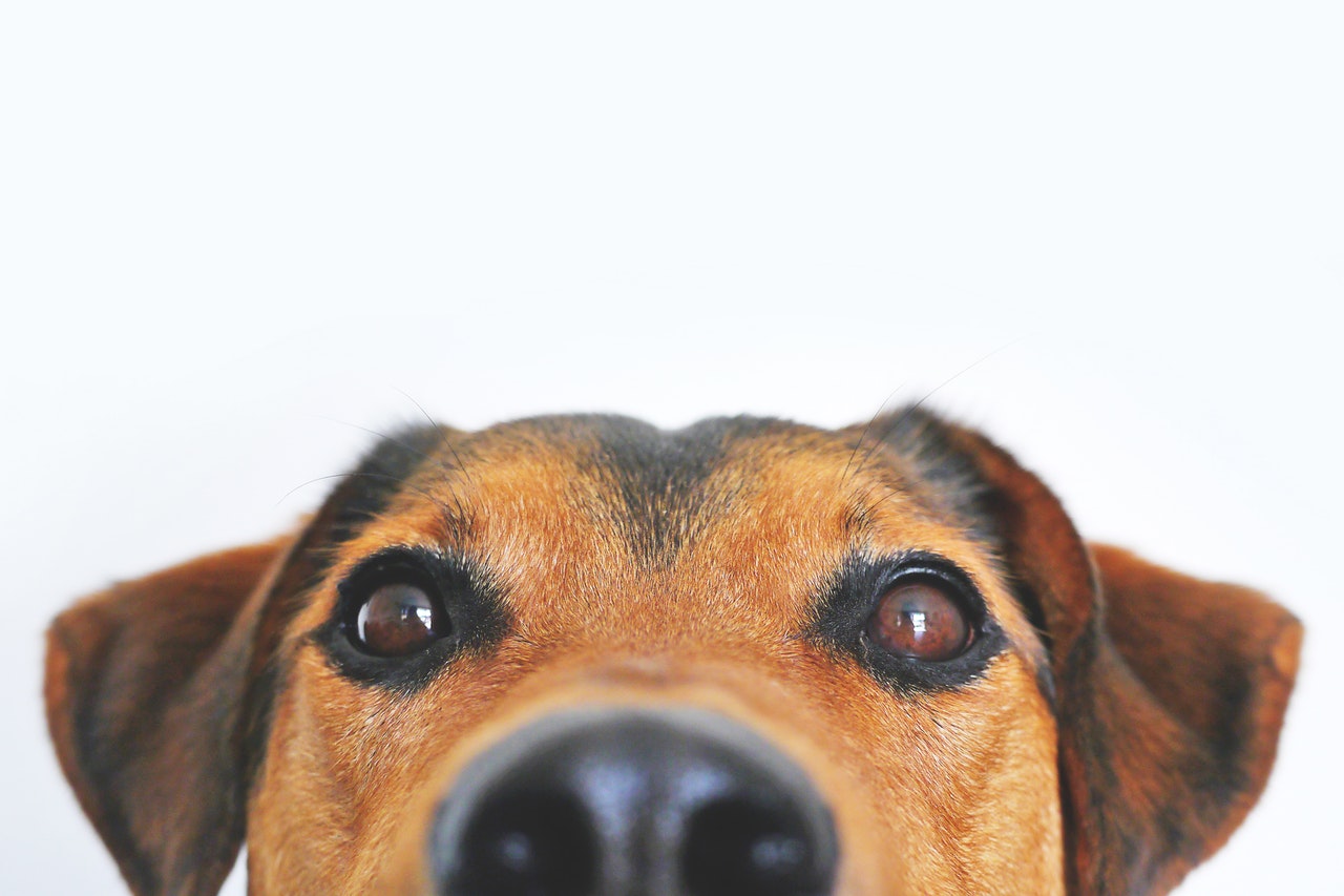 Photo of Dog peaking out