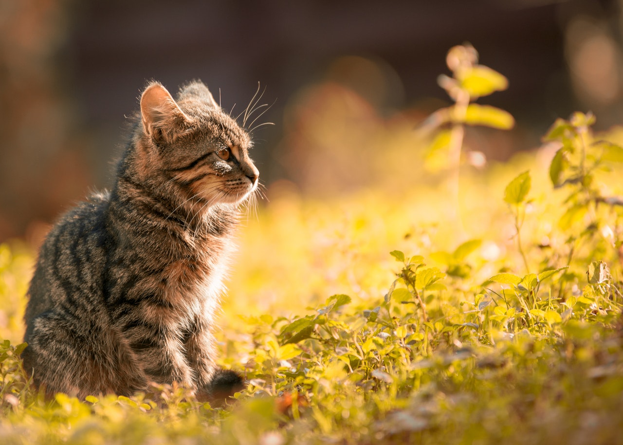Pet photography cat in the wild