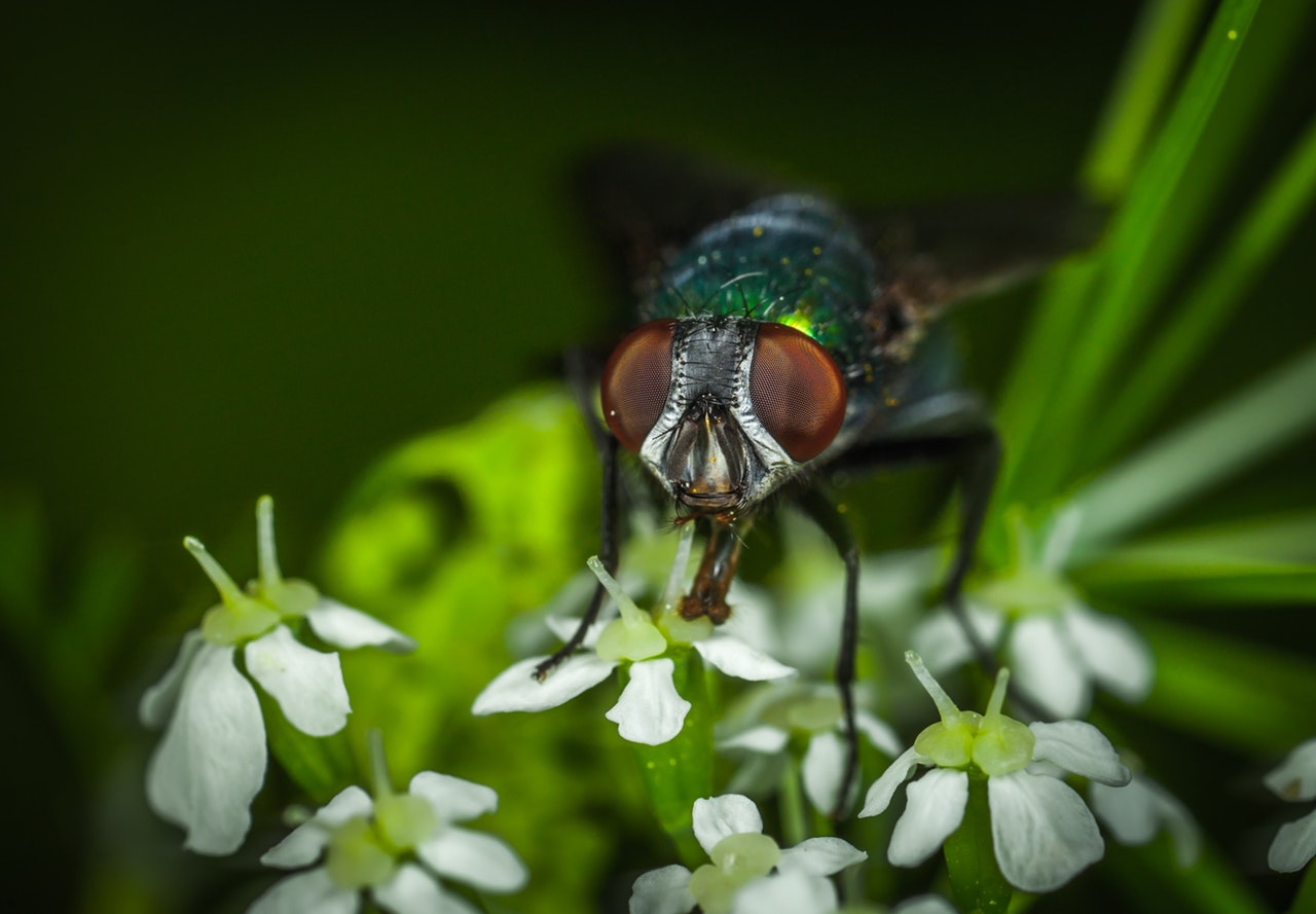 Macro photo of fly and flowers